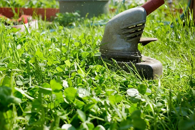 Jardineria Sebas mantenimiento de jardines